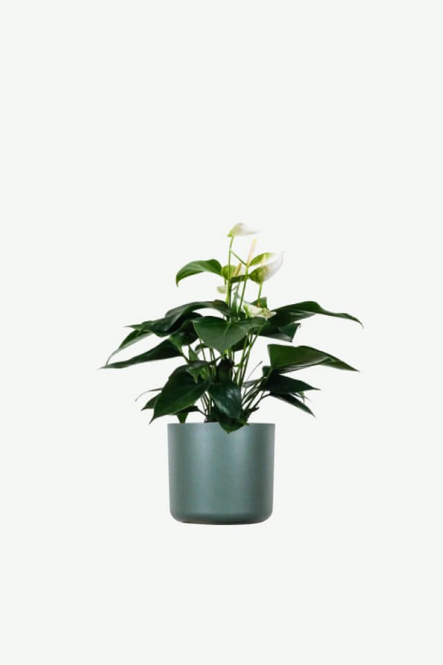plants-ecommerce-product-featured-img-9 plants ecommerce product featured img 9
