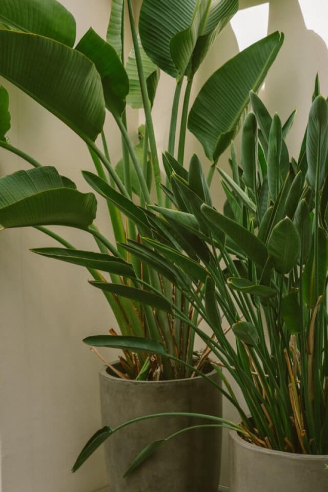 plants-shop-product-gallery-img-011 plants shop product gallery img 011