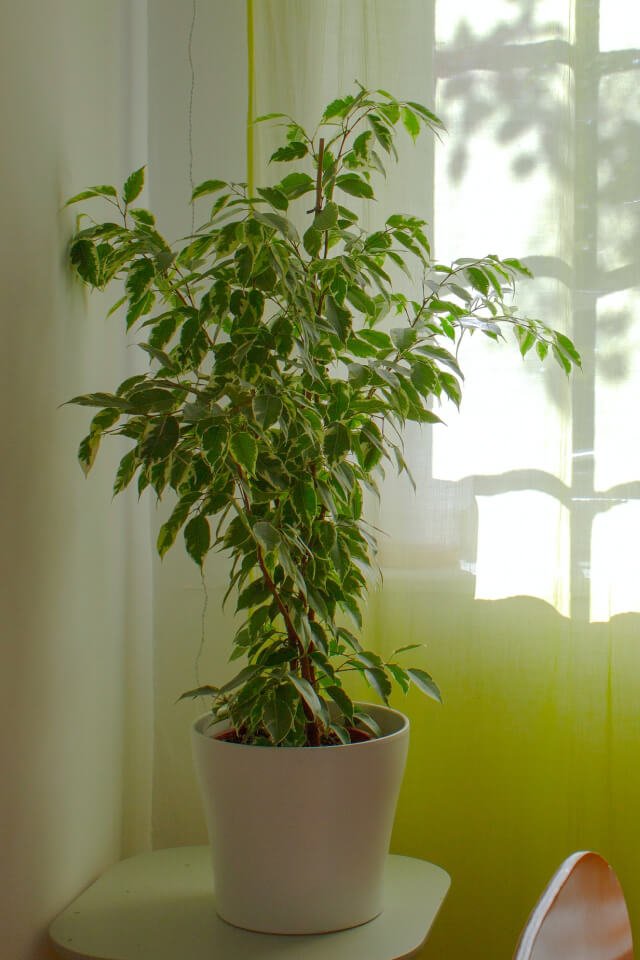 plants-shop-product-gallery-img-10 plants shop product gallery img 10